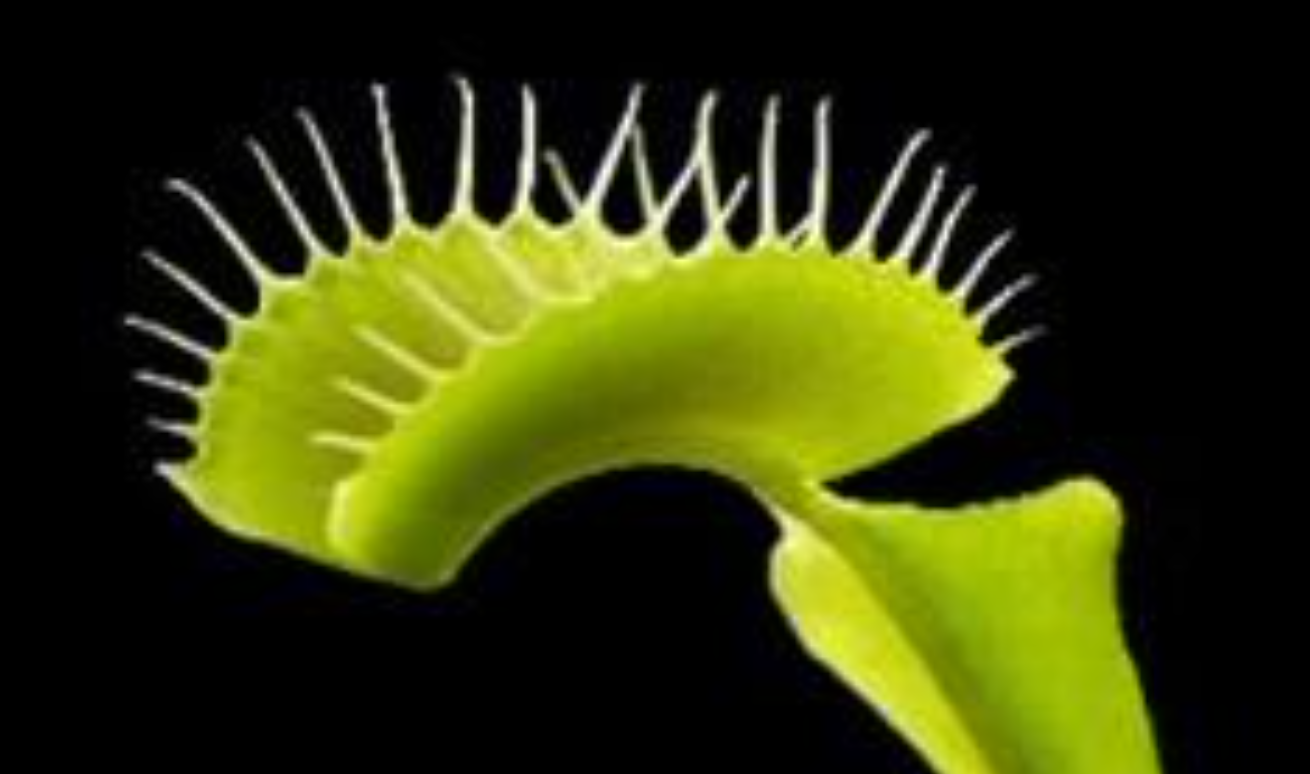 CARNIVOROUS-PLANTS-homeopathy8.png