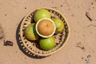 loganiaceae Loganiaceae