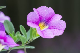 solanaceae Solanaceae