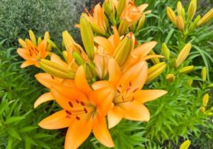 Liliales webinar