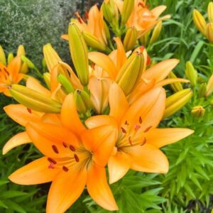 Liliales webinar