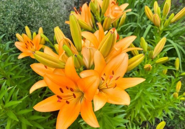Liliales webinar