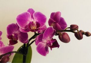 Orchidaceae webinar