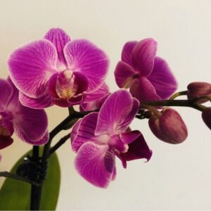 Orchidaceae webinar