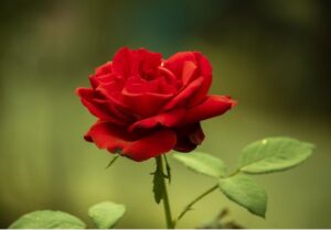 Rosaceae webinar