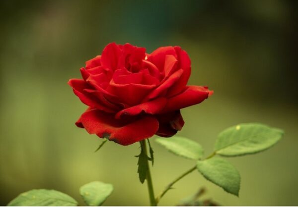Rosaceae webinar